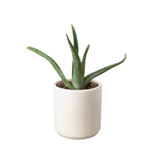 Load image into Gallery viewer, Aloe Vera